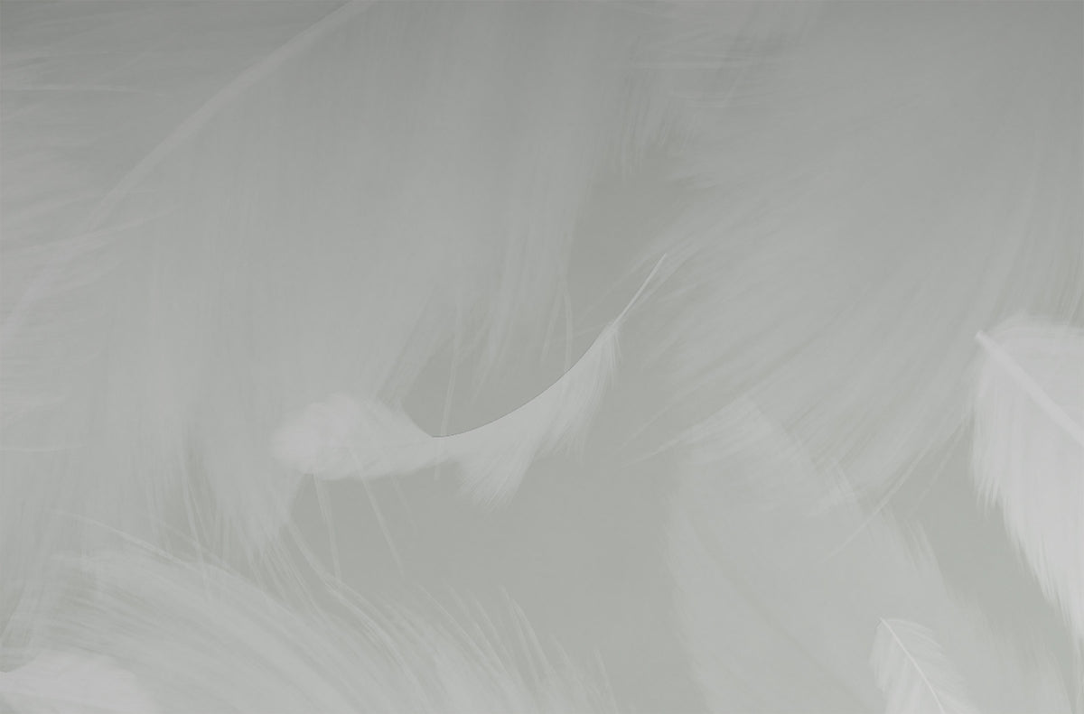 Angel Wing Feathers Wallpaper Mural in Gnome Green; close-up of white feathers on a gray-green background | Craft Paper Co