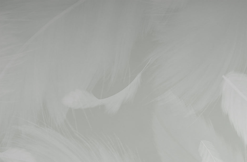 Angel Wing Feathers Wallpaper Mural in Gnome Green; close-up of white feathers on a gray-green background | Craft Paper Co