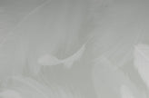 Angel Wing Feathers Wallpaper Mural in Gnome Green; close-up of white feathers on a gray-green background | Craft Paper Co