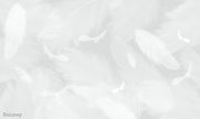 Melek Kanadı Tüyleri Duvar Kağıdı — Dolunay renk seçeneği, el çizimi tüy deseni, bebek ve çocuk odası | Craft Paper Co